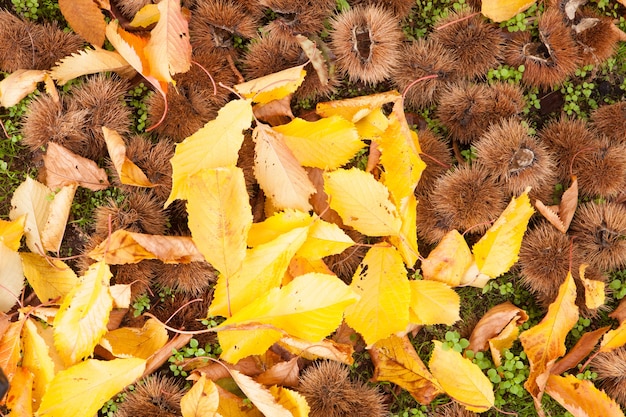 Photo chestnuts out of its prickly envelope