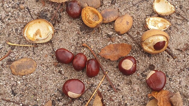 Chestnuts on the sand and autumn leaves for nature background