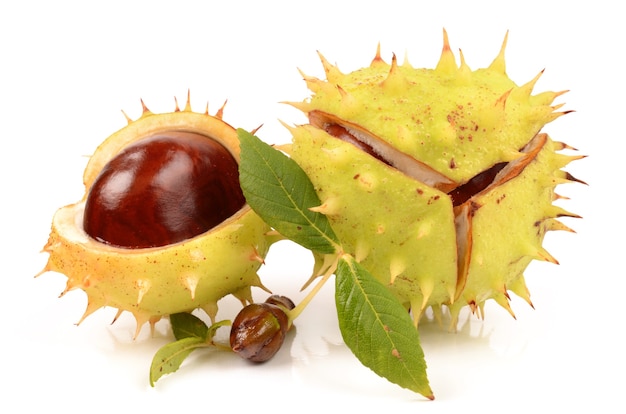 Chestnuts on a white