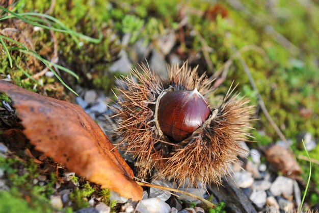 Chestnuts