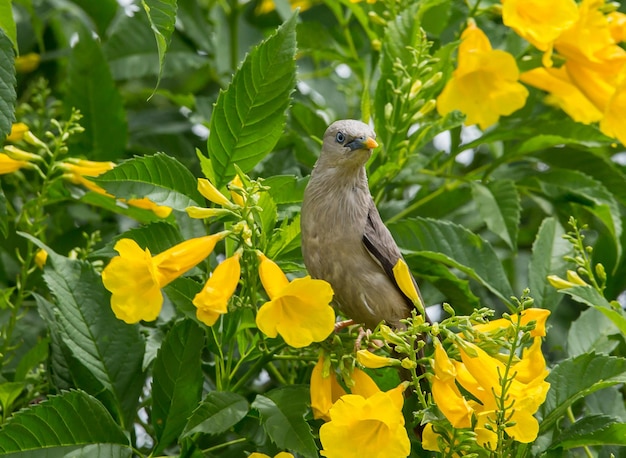 Chestnuttailed Starling Sturnia malabarica on Tecoma stans tree of Thailand