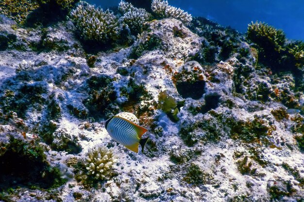 Chevron vlindervis (Chaetodon trifascialis) Koraalvissen, Tropische wateren, Zeeleven