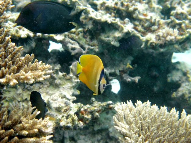 Chevroned butterflyfish, chaetodon trifascialis, nuota sopra la barriera corallina