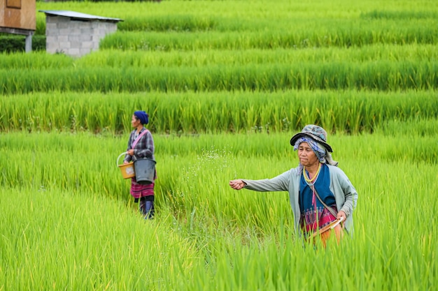 Провинция Чиангмай, Таиланд. Фермер по выращиванию риса Сеял зерно в Па Бонг Пианг на севере Таиланда