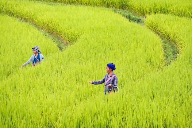 사진 치앙마이 주, 태국. 쌀 농부는 태국 북부의 pa bong piang에서 곡물을 심습니다.