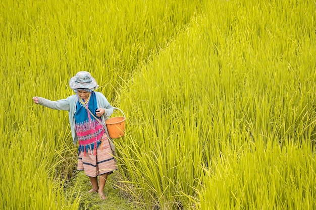 사진 치앙마이 주, 태국. 쌀 농부는 태국 북부의 pa bong piang에서 곡물을 심습니다.