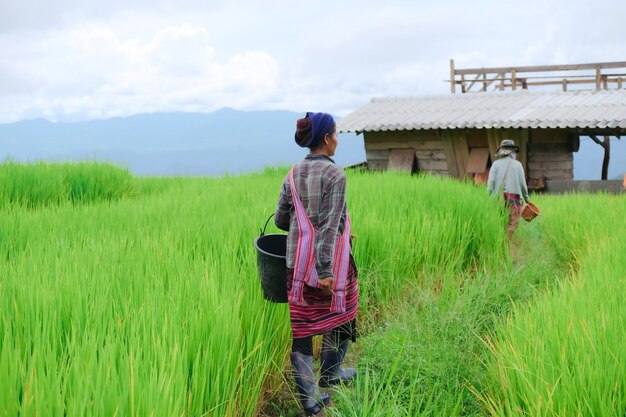 写真 タイ、チェンマイ県。稲作農家タイ北部のパボンピアンで穀物を蒔く