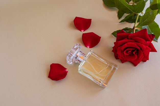 A chic bottle of toilet water or women's perfume lies on a
beige background with a red rose and petals a copy of the space the
concept of perfumery