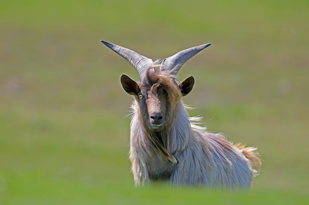 Una capra domestica chic con grandi corna si trova sull'erba