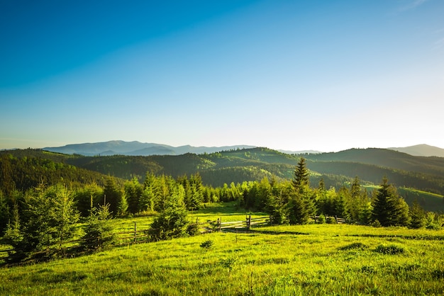 丘の上から青空を背景に晴れた暖かい夏の日に丘や山々に生えているトウヒの森のシックな景色。アウトドアレクリエーションとリラクゼーションの概念。