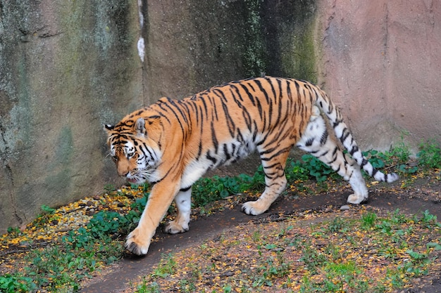 シカゴ動物園