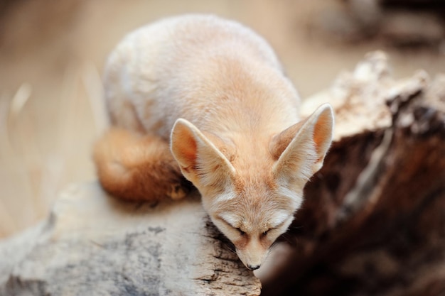 シカゴ動物園