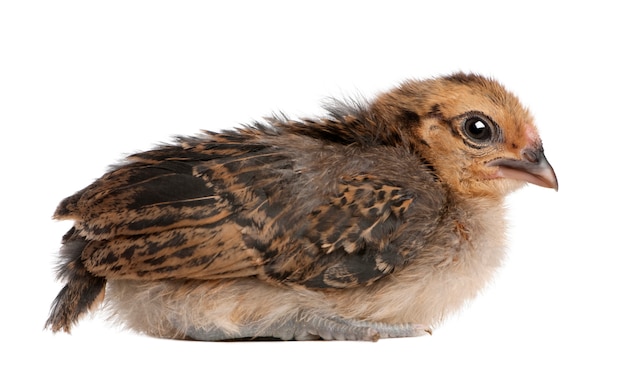 Chick, 13 days old, sitting