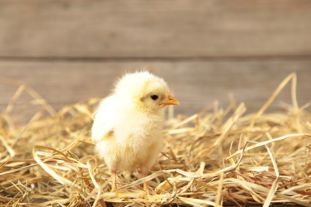 Chick in a basket on grey wooden