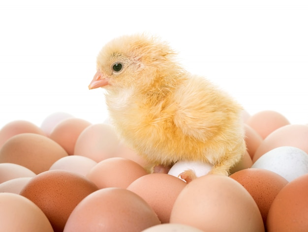 Photo chick and eggs