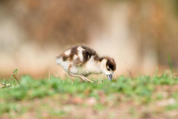 chick of Egyptian goose is looking for food closeup