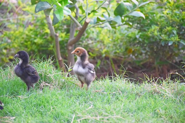 Chick in farmyard