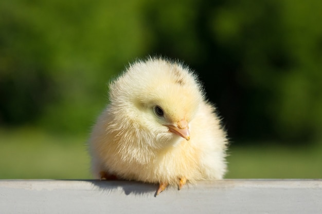 Chick on the fence