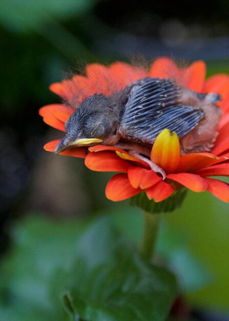 Foto puccino in fiore