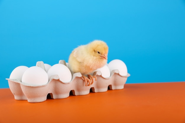 chick is on a cardboard egg box on color background