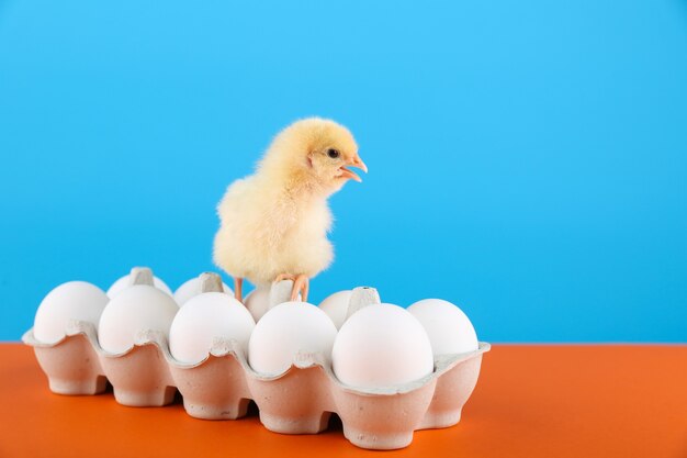 chick is on a cardboard egg box on color background