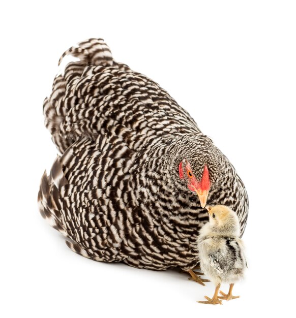 Chick looking at mother Hen which has chicks hiding under her against white surface