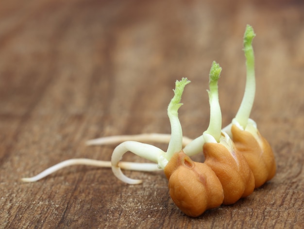 写真 木製の表面にひよこ豆の苗