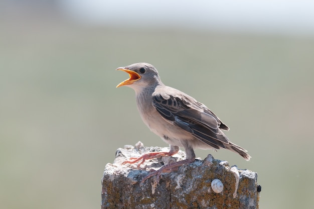 Chick rosy starling sturnus roseus zittend open bek.