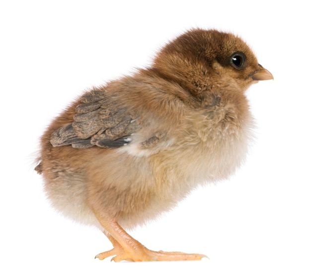 Chick, staand