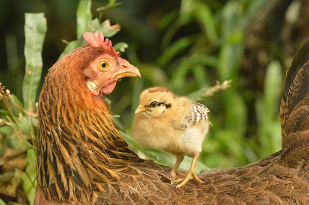 Foto un pulcino in piedi sul dorso di una gallina