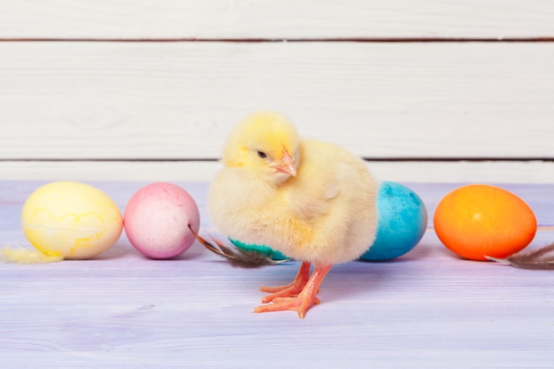 Chick with easter eggs on wooden table