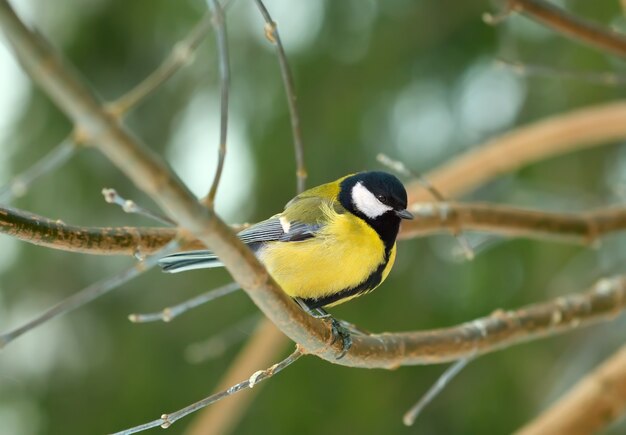 A chickadee on a branch in the park. Forest bird close-up on a blurry green background