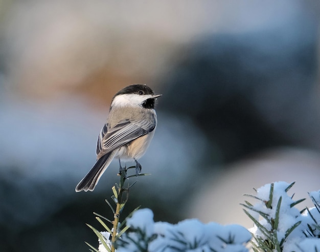 Chickadee geplaatst