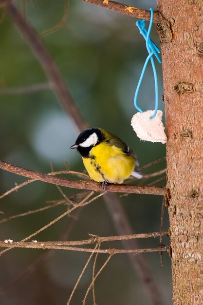 冬にはシジュウカラが木の枝に座る