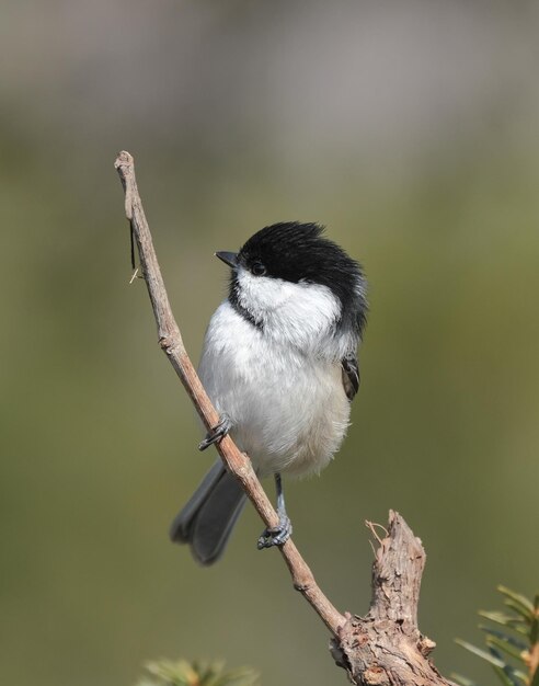 Photo a chickadee perched on a branch