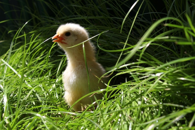 ニワトリが一人で草むらで迷って鳴く