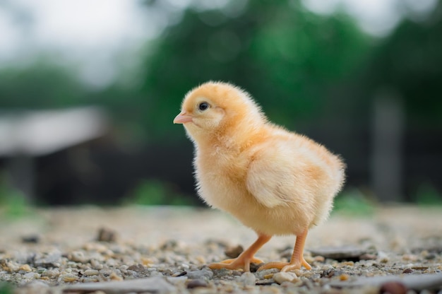 庭にいるニワトリの赤ちゃん