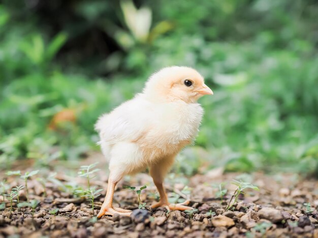 Photo a chicken baby in the garden