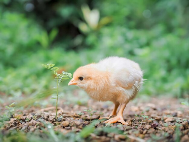 庭にいるニワトリの赤ちゃん