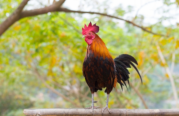 Chicken on bamboo