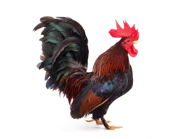 Chicken bantam isolated on white background