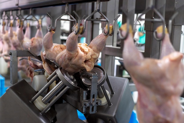 A chicken being roasted on a conveyor belt