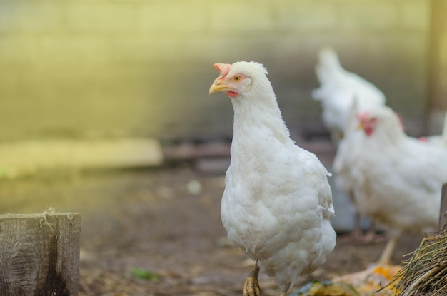 Photo chicken in bio farm free range chicken in the farm yard chicken in a natural environment