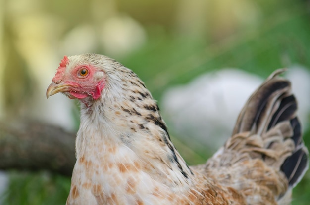 バイオファームの鶏放し飼いの鶏の緑の草の鶏