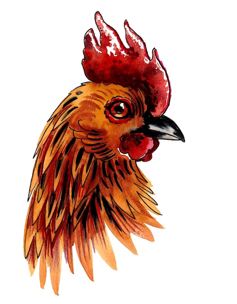 Chicken bird head Ink and watercolor drawing