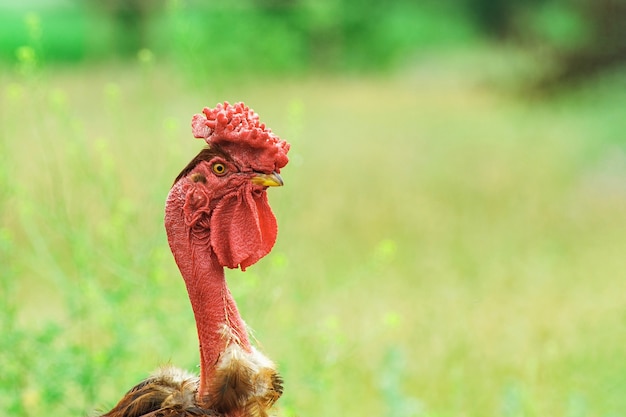 Chicken on blurred field background