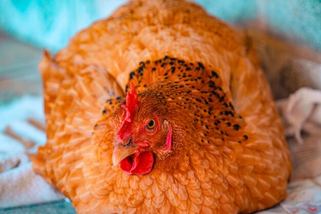 chicken brooding with angry face