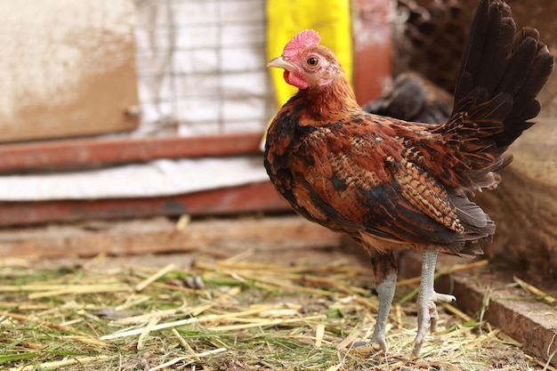 The chicken in the chicken coop Rural household bird Chickens on a farm poultry in village