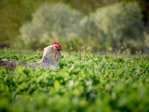 Pollo di pollo in giardino