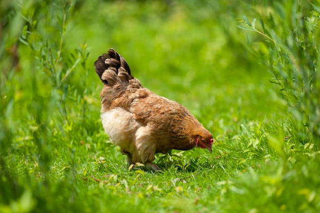 Chicken close-up on the farm .chicken on green grass background